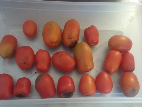 Os nossos tomates chucha já cresceram!
Cá estão eles, os tomates prontinhos para uma bela saladinha.