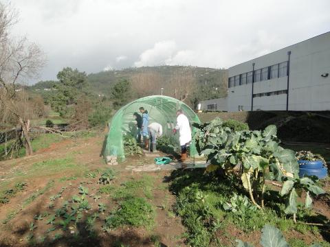 Localização da horta biológica e Estufa Girassol. Alunos  e professora do Projeto ProjetArte em trabalhos de manutenção das culturas de inverno.