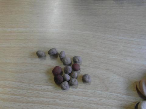 trabalho em sala de aula- agrupamento das sementes