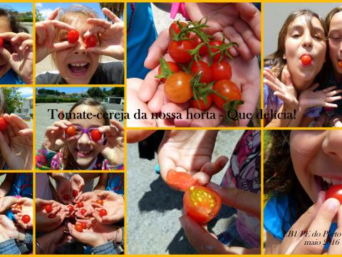 Apanhámos e comemos os tomates-cereja da nossa horta. Que delícia!