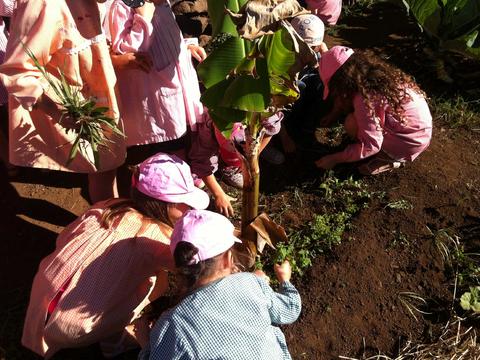 Meninos do pré-escolar a plantar uma bananeira.