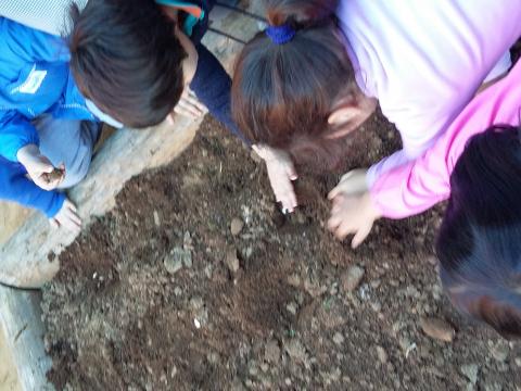 Cá estamos nós a semear courgettes e abóboras.