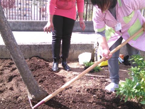 Plantação de cenouras e beterrabas com ajuda de alunos