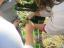 Plantamos morangueiro nos nossos vasos.
http://centroeducativolagoas.blogspot.pt/2016/02/programa-eco-escolas-hortas-bio-nossa.html