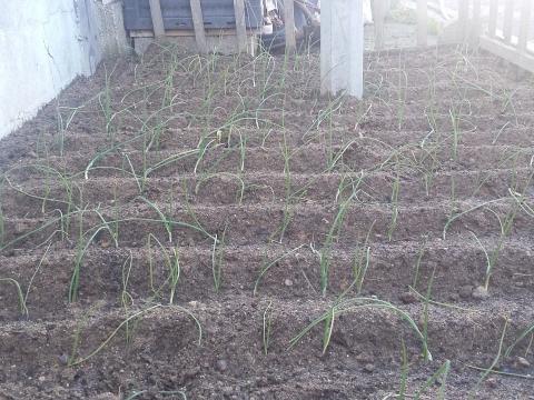 plantação de cebolo.