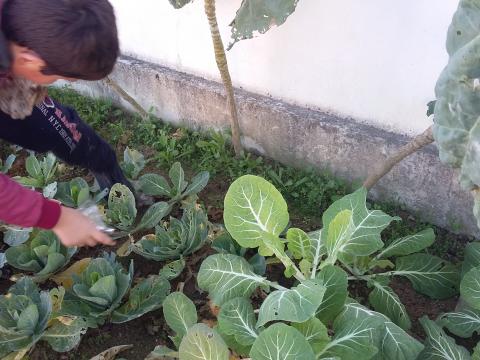 aluno na manutenção da horta.