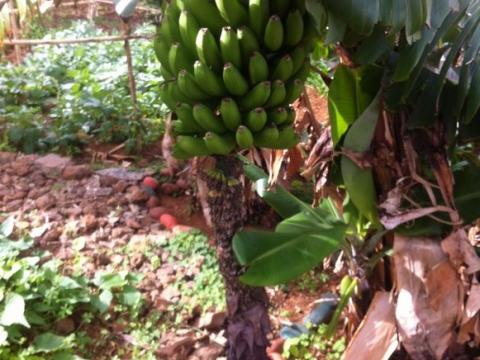A bananeira da nossa horta!