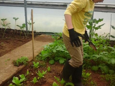 As alfaces e os rabanetes foram plantados no solo (depois da sementeira em vaso!).