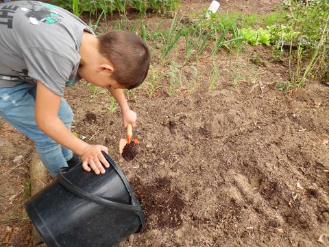 Fertilização
Colocar o fertilizante biológico na horta.