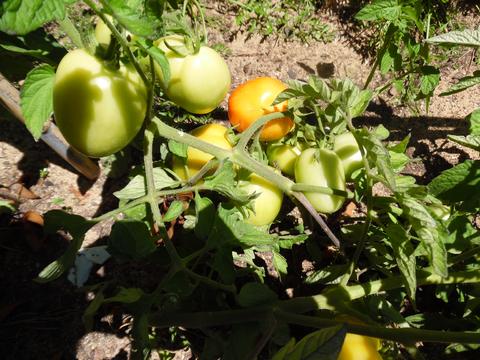 Tomateiros
A quantidade de tomates está a aumentar e já se detetam os primeiros tons de vermelho.