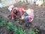 Plantação de morangueiros - os alunos prepararam a terra e fizeram a plantação de morangueiros.