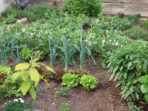 alfaces, alho francês, favas, nabos... e a ladear a horta, flores e aromáticas
