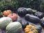 Abóboras produzidas na horta da EPIDH colhidas em setembro e outubro de 2016