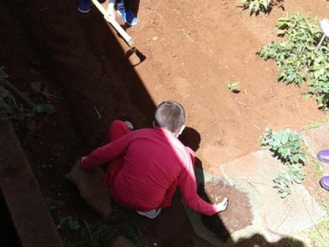 Plantar batatas na horta.
Dois alunos preparam a terra para plantar batatas na horta da escola