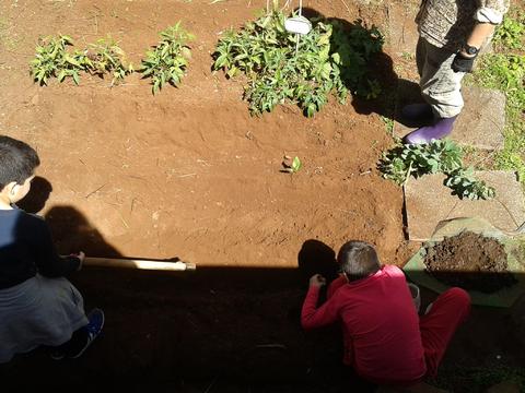 Plantar batatas na horta.
Dois alunos  plantam as batatas na horta da escola