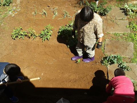 Plantar batatas na horta.
A professora Gilda ajuda os alunos a plantar as batatas.