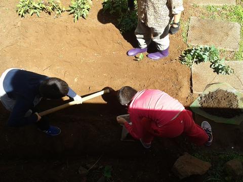 Plantar batatas na horta.
Os alunos finalizam o seu trabalho.