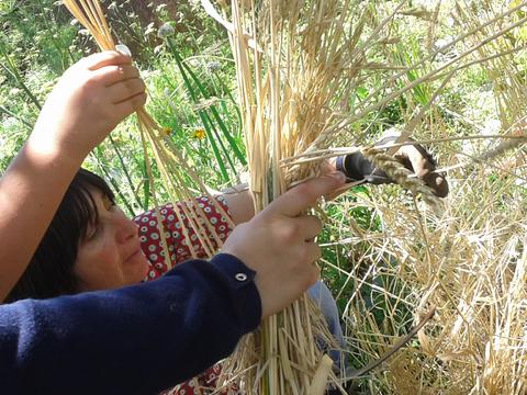 A professora ajuda os alunos a ceifar o trigo.