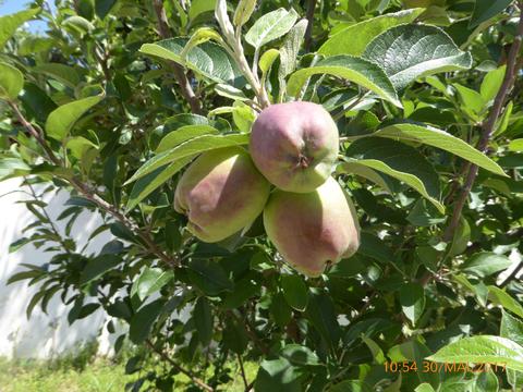 A nossa macieira já dá maçãs... Que boas...