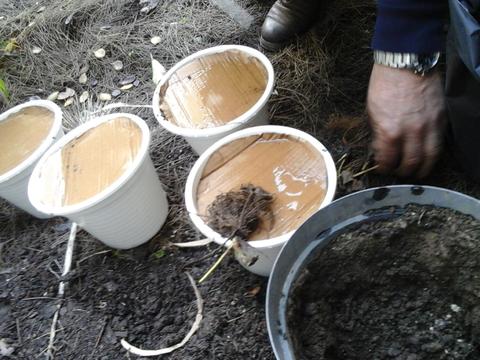 Reciclagem de vasos existentes na escola para plantação de morangos.