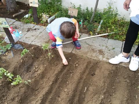 Plantando pimenteiros e tomateiros