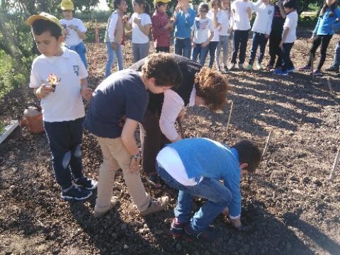 Momento de semear/ plantar feito pelos alunos. As plantas que plantámos foram: alfaces, tomateiros, cebolas, beringelas, couves, batatas…