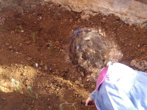 a criança está a deitar sementes na terra para florescer.
