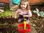 Colheita de legume. 
A criança encontra-se na horta a tirar as cemilhas/batatas da terra e a colocá-las na cesta.