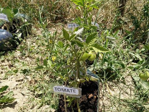Pormenor da horta: visualização de tomate.