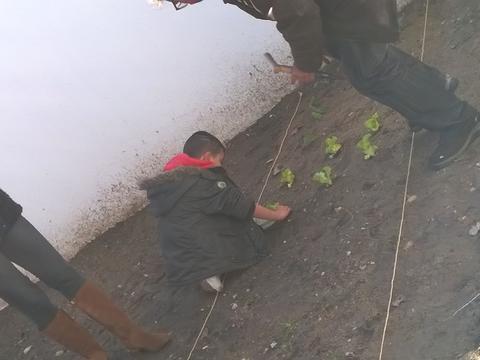 lançamento da horta - aluno a plantar alface sob a orientação de técnicos da divisão do ambiente da Câmara Municipal de Lisboa