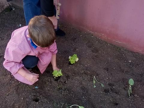 lançamento da horta - aluno a plantar alface