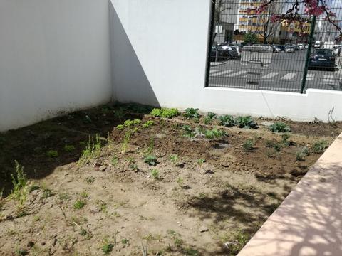 manutenção da horta - limpeza de terreno, plantação de plantas para controle de pragas (alecrim)