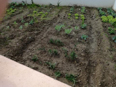 manutenção da horta - limpeza de terreno, plantação de plantas para controle de pragas (alecrim)