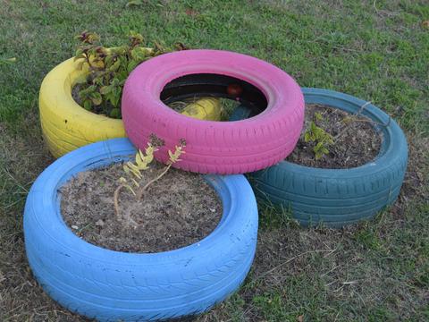 composição de plantas em pneus reciclados