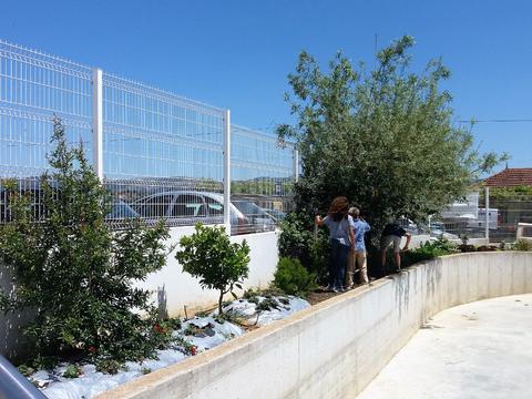 foto 3 - vista geral da horta, com alunos a sachar as couves, onde se vê uma romanzeira, uma laranjeira, alecrim de jardim, …