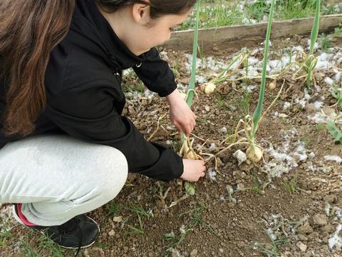 Colheitas de algumas culturas de primavera - cebola