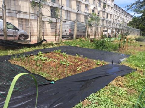 Colocação de plástico preto em dois canteiros da horta, com o objetivo de plantar cucurbitáceas e ao mesmo tempo evitar o crescimento das infestantes.