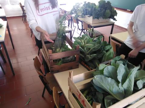 Preparação dos legumes colhidos para a banca biológica