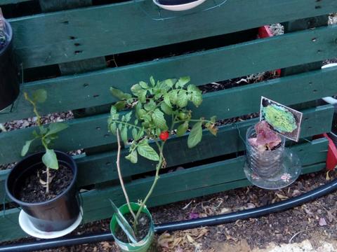 horta de legumes identificados- tomate