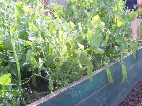Ervilhas - Exemplo de como os nossos legumes estão crescidos.
