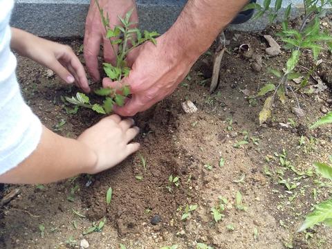 A plantar tomateiros