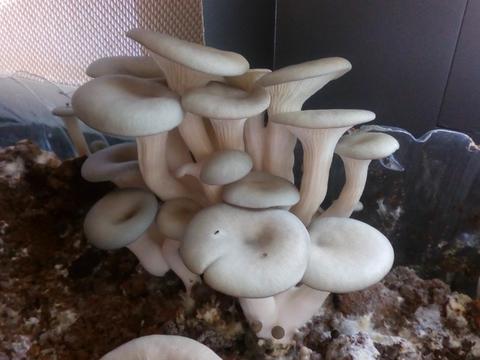 Cultura de cogumelos