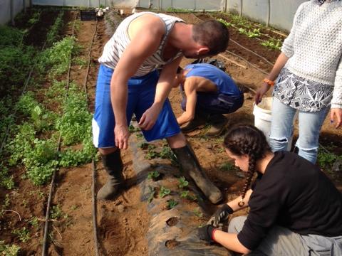 Plantação - Grupo de alunos do Curso Vocacional do 3º ciclo, da turma A, a plantar morangueiros dentro da estufa.