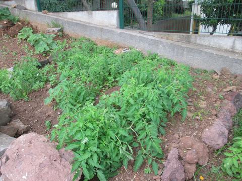 Ampliação da horta- plantação de tomate