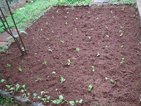 O canteiro loureiro com plantação de várias hortícolas (alho francês, alface, abóbora, beterraba e cebola).