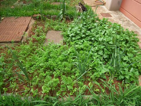 Canteiro com diferenças hortícolas entre estas: espinafres, alho francês, cenoura, cebola e beterraba.