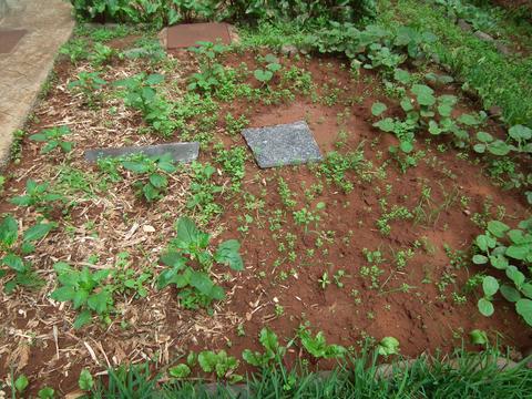 Canteiro com estilha (resíduo orgânico que contribui para o arejamento do solo, retém a humidade, evita a evaporação da humidade do solo e ainda é um fertilizante natural), pimentões, beterraba e aboboreiras.