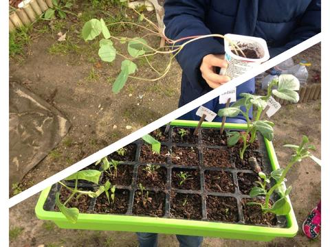 Nos dias em que está chuva aproveitamos para fazer sementeiras. Mas assim que o tempo melhorar vamos transplantar para a horta.