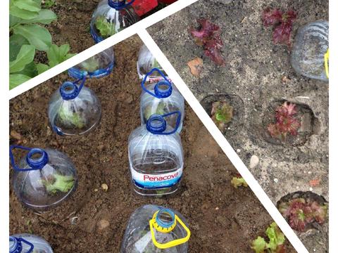 Plantámos as primeiras alfaces, mas depois de terem sido comidas pelos pássaros, decidimos protegê-las com garrafões.