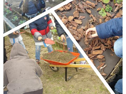 Semanalmente, 1 aluno de cada sala da instituição (excepto berçário) deslocam-se à horta e fazem todas as tarefas necessárias.
Protegemos os morangueiros com casca de pinheiro.